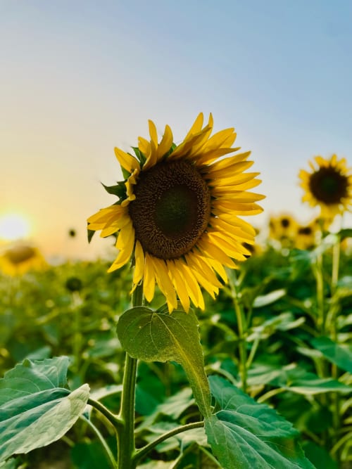 Bright sunflower field at Agriturismo CasaViva in Pozzo della Chiana, Italy, with golden petals and green leaves under clear