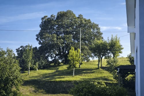 Ladera verde y exuberante con roble centenario en el agroturismo Matzuri Nekazalturismoa de Mutriku, España