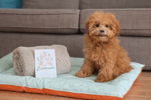 Lindo cachorro marrom sentado em sua cama de estimação com manta de boas-vindas nos Apartamentos Gelimar Porto Rico