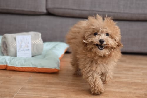 Cão fofinho bege em apartamento pet-friendly em Gelimar, Porto Rico, com cama para cão e sofá cinzento visíveis