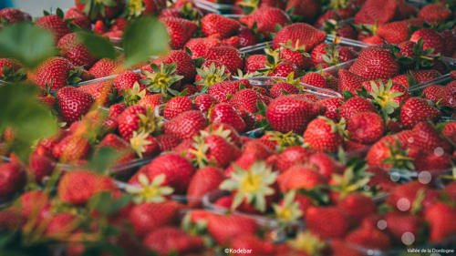 Fraises rouges fraîches aux cœurs jaunes aux Instants Volés, une charmante maison d'hôtes à Tudeils, Dordogne, France