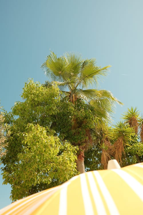 Tropical palm trees and lush vegetation above yellow striped awning at Hôtel Le Sud, Juan Les Pins