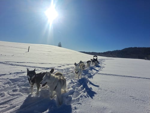 Équipe de traineaux à chiens Husky en course sur le paysage enneigé près du Château De Varambon
