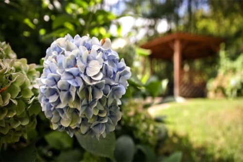 Blaue Hortensien in voller Blüte im Garten der Villa Pré d'Oro mit Holzpergola, Amage Frankreich
