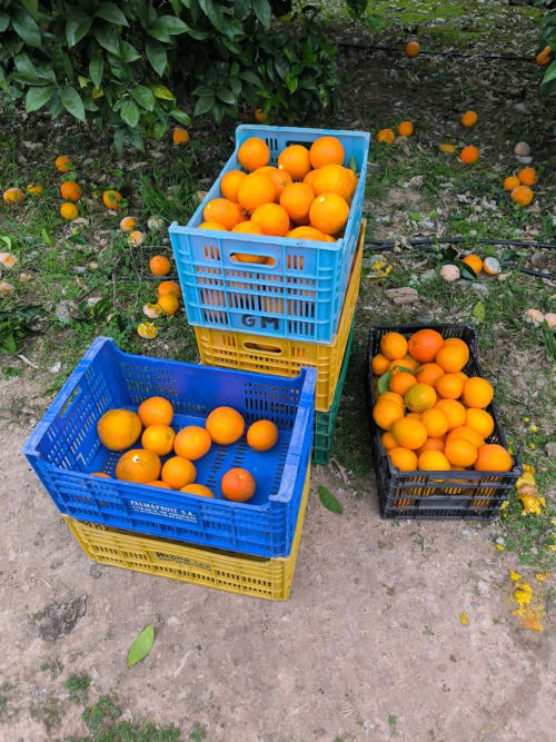 Harvested oranges in blue and yellow plastic crates at Finca es Rafal agritourism farm in Montuïri, Spain