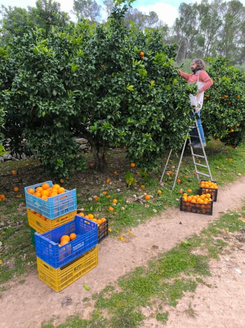 Man harvesting oranges on ladder at Finca es Rafal agritourism farm in Montuïri, Spain