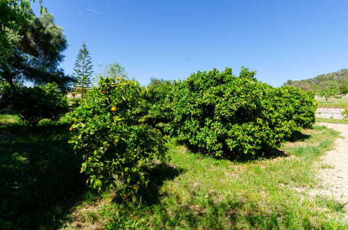 Lemon trees with yellow fruit in the organic groves of Finca es Rafal Agroturisme, Montuïri, Spain