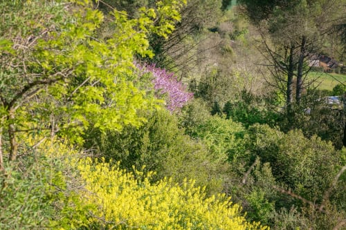 Paysage forestier printanier avec cerisiers en fleurs à la maison d'hôtes Alombre à Lectoure, France