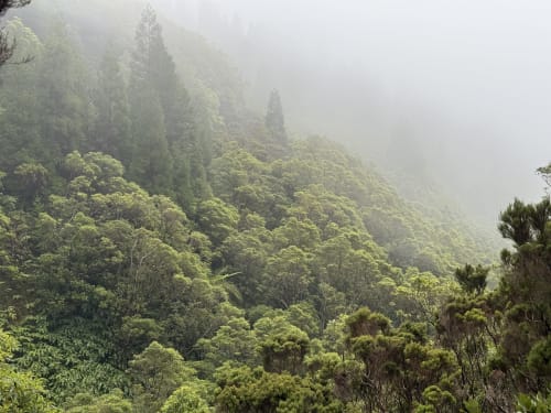 Lush misty mountain forest landscape at Golden Mermaid Villa, Ribeirinha Portugal
