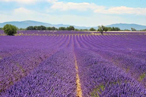 Champs de lavande violets près de Bastide Aïna à Grasse, France avec montagnes et ciel bleu