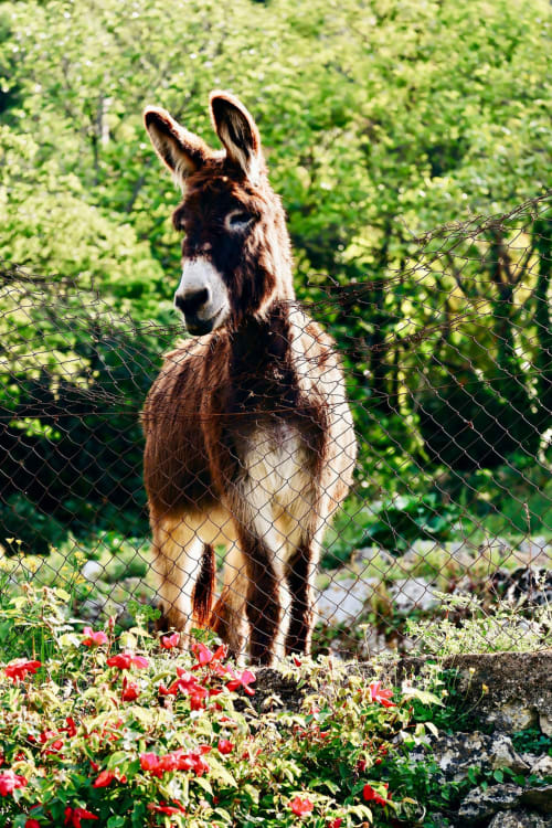 Âne debout dans le jardin fleuri de la Bastide Aïna, Grasse