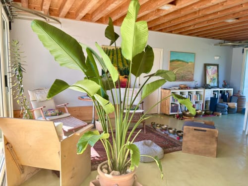 Amplio y luminoso espacio en Casale Artemisia B&B de Capalbio con planta de plátano en maceta, muebles de madera y vigas vistas