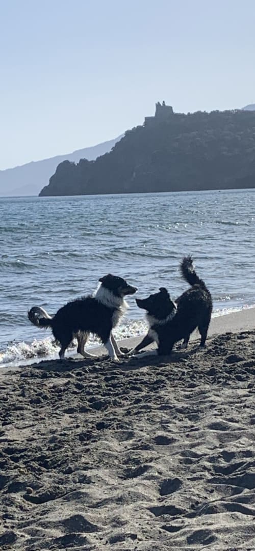 Due cani che giocano sulla spiaggia con rovine di castello e scogliere a Casale Artemisia, Capalbio