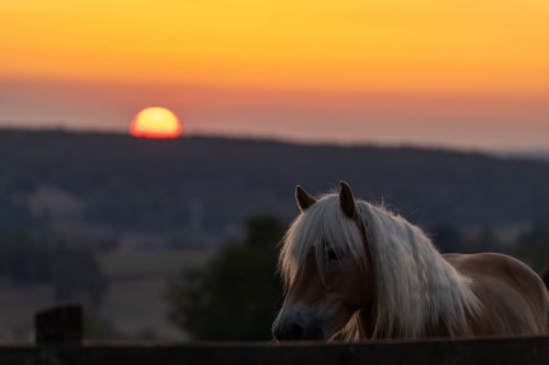 Cheval blanc au coucher de soleil surplombant la campagne de Beaubery, Domaine Sur-Valot