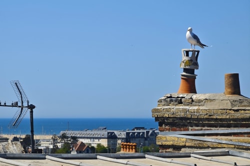 Mouette perchée sur la cheminée avec vue sur le port et les toits de l'hôtel O LIT, France