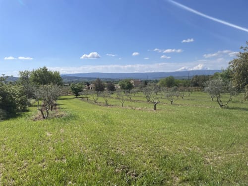 Blick auf den Olivenhain des Landhauses in Gordes, Provence mit grüner Wiese und fernen Hügeln