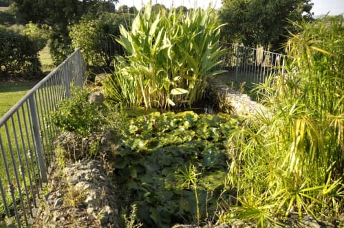 Teichgarten mit hohen Maispflanzen und heimischer Vegetation im Agriturismo Buriano, Lubriano