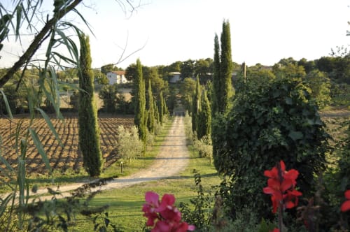 Zypressengesäumte Auffahrt zum Agriturismo Buriano in Lubriano, Italien, mit roten Blüten und Weinbergen