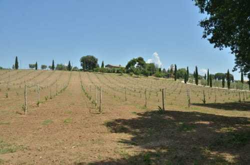 Junger Weinberg mit Zypressenbäumen und Bauernhaus des Agriturismo Buriano in Lubriano, Italien an einem sonnigen Tag
