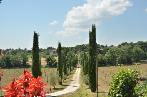 Baumgesäumte Landstraße beim Agriturismo Buriano in Lubriano, Italien mit roten Blüten und Weinbergblick