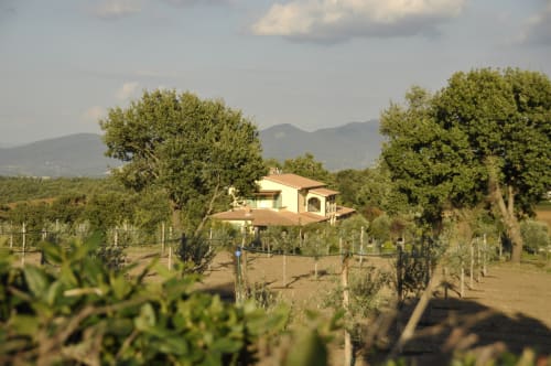 Agriturismo Buriano vineyard villa in Lubriano, Italy with rolling hills, mature trees, and grapevines