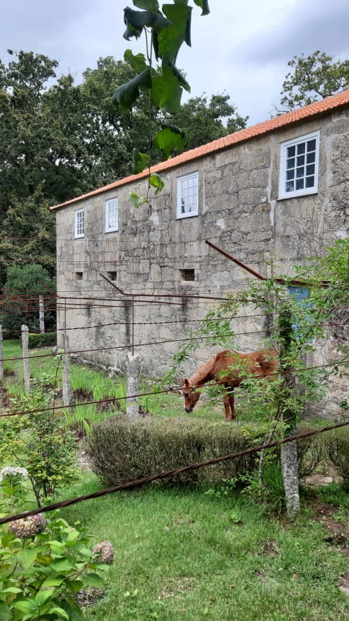 Cabra castanha pastando no jardim da Quinta da Coutada, casa rural em Arcos de Valdevez, Portugal