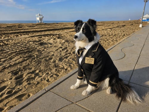 Black and white dog in hotel uniform at Lido di Jesolo beach, Hotel Panorama staff member welcoming guests