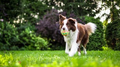 Chien marron et blanc rapportant un ballon jaune dans le jardin de Home Sweet Lodge Glamping Aquitaine