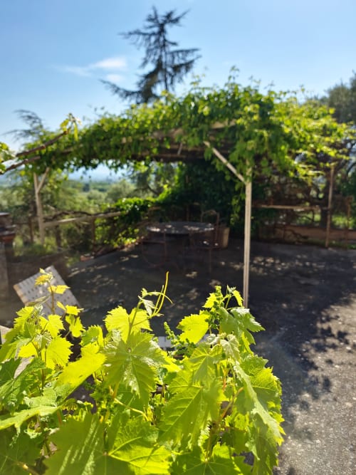 Pergola de vignoble au Smooth Luberon à Villars avec des vignes verdoyantes et vue sur les montagnes