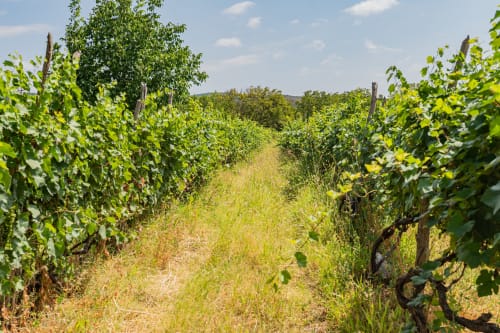 Overgrown vineyard rows at Casa Rural Finca El Olivar in Las Cuevas with grapevines and wild grass under summer sun