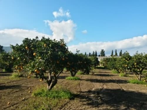 Frutteto di limoni a Muravera, Italia con agrumi dorati sugli alberi e cielo blu con nuvole