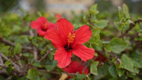 Vibrant red hibiscus flower blooming at El Chalecito de Alicante hotel gardens in Alicante, Spain