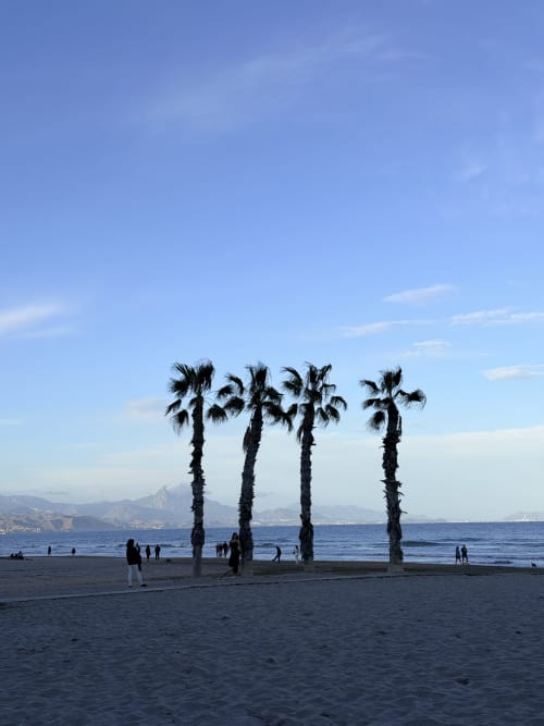 Four palm trees on Alicante beach with Mediterranean Sea and mountains in background