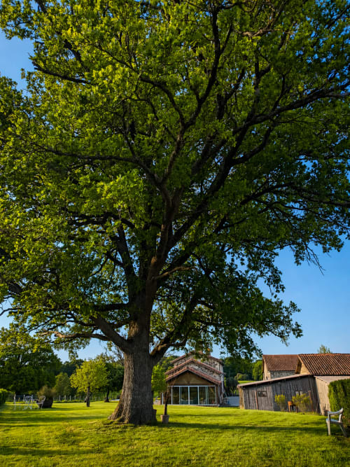 Majestueux chêne du jardin du gîte Domaine de Beau Site à Peyrat-de-Bellac