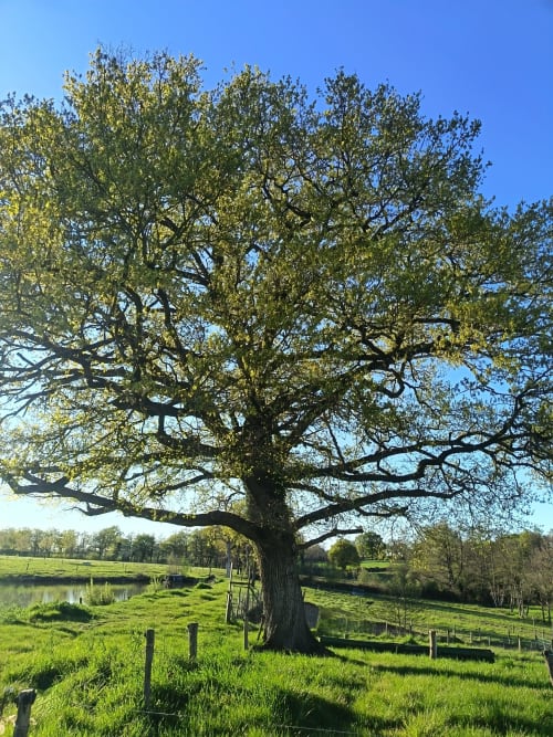 Majestueux chêne dans les jardins verdoyants du Domaine de Beau Site, Peyrat-de-Bellac