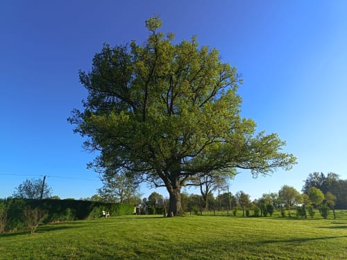 Majestueux chêne dans le jardin luxuriant du Domaine de Beau Site, Peyrat-de-Bellac