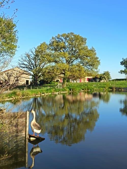 Oie au bord du canal tranquille au Domaine de Beau Site, gîte Peyrat-de-Bellac avec vue sur le jardin