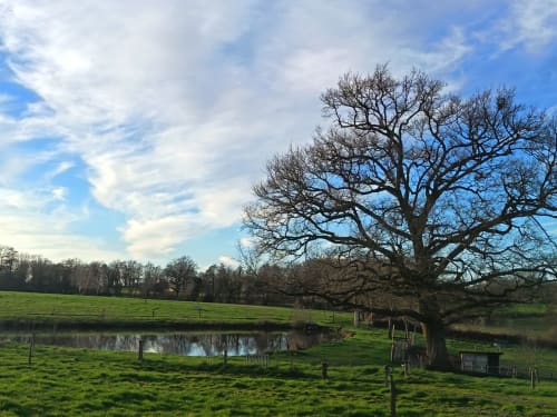 Vue paisible du jardin du gîte Domaine de Beau Site à Peyrat-de-Bellac, avec grand arbre et étang