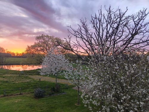 Jardin fleuri du printemps au Domaine de Beau Site à Peyrat-de-Bellac, avec fleurs blanches et étang au coucher du soleil