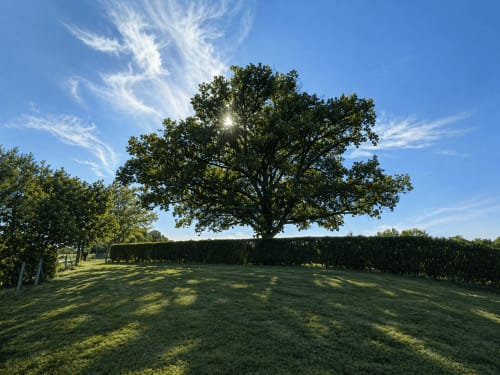 Jardin verdoyant du gîte Domaine de Beau Site avec grand arbre et ciel bleu, Peyrat-de-Bellac