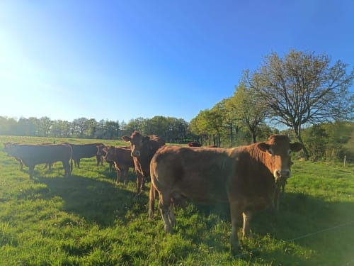 Troupeau de bovins paissant dans les prairies du Domaine de Beau Site à Peyrat-de-Bellac