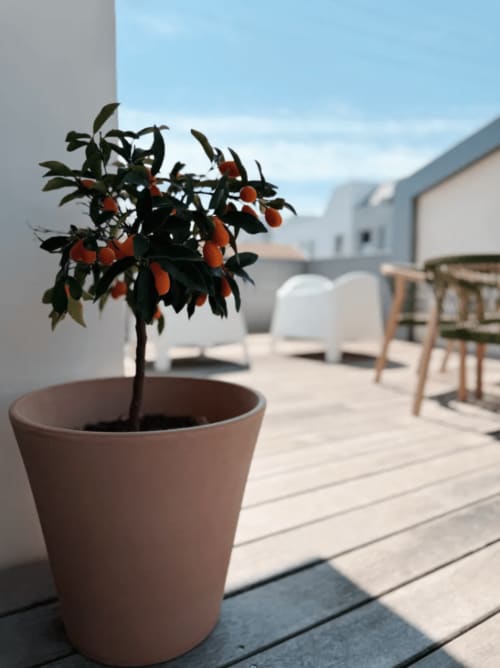 Plant de tomates cerises en pot sur la terrasse ensoleillée de la Villa Rompsay ARLOÉ, La Rochelle, avec vue mer et bâtiments blancs