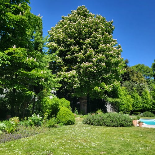 Cognacier en fleur dans le jardin luxuriant du Logis des Tourelles, charmante maison d'hôtes à Cognac, France