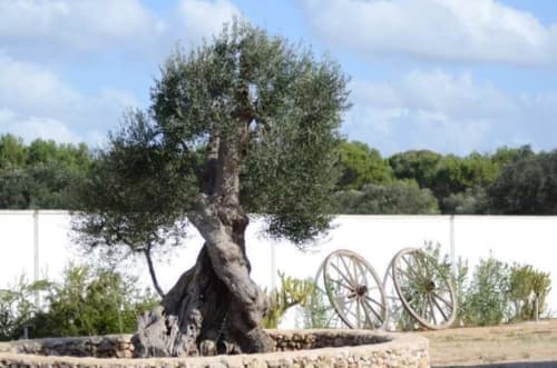 Antico ulivo con ruote di carro rustico presso il B&B Villa Arneide a Torre Lapillo, Italia