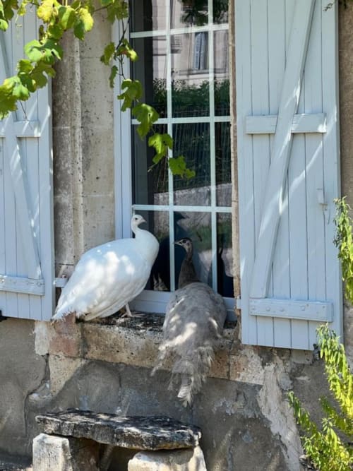 Paon blanc à l'entrée du Domaine du Faure à Chadurie, France
