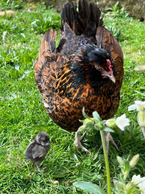 Poule et poussin dans l'herbe au Domaine du Faure, gîte rural en Chadurie, France