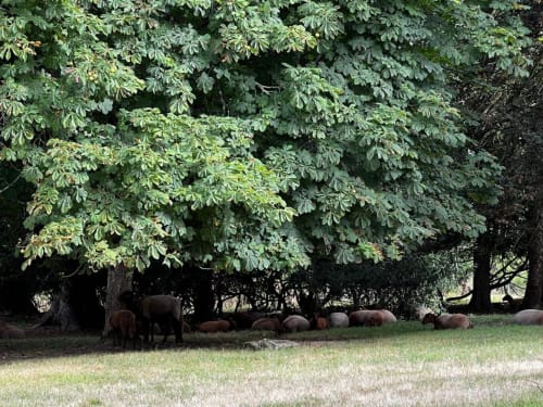 Troupeau de sangliers sauvages paissant sous les arbres verdoyants du Domaine du Faure à Chadurie, France