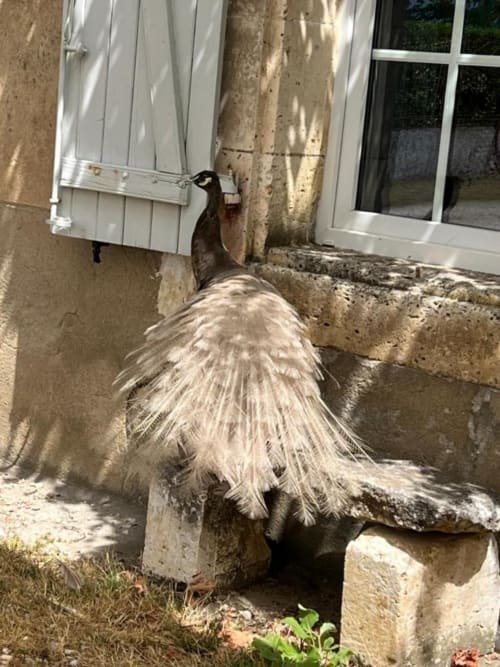 Autruche au gîte Domaine du Faure à Chadurie, France