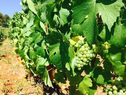 Green grapes ripening on vineyard vines at Domaine Pont Juillet in Fontaines, France