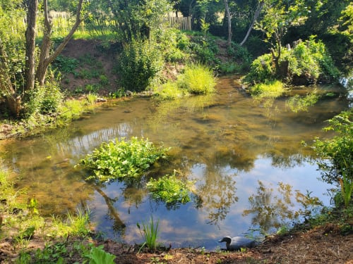 Ruisseau tranquille du Clos Des Sources en Normandie, avec sa verdure luxuriante et ses cours d'eau naturels